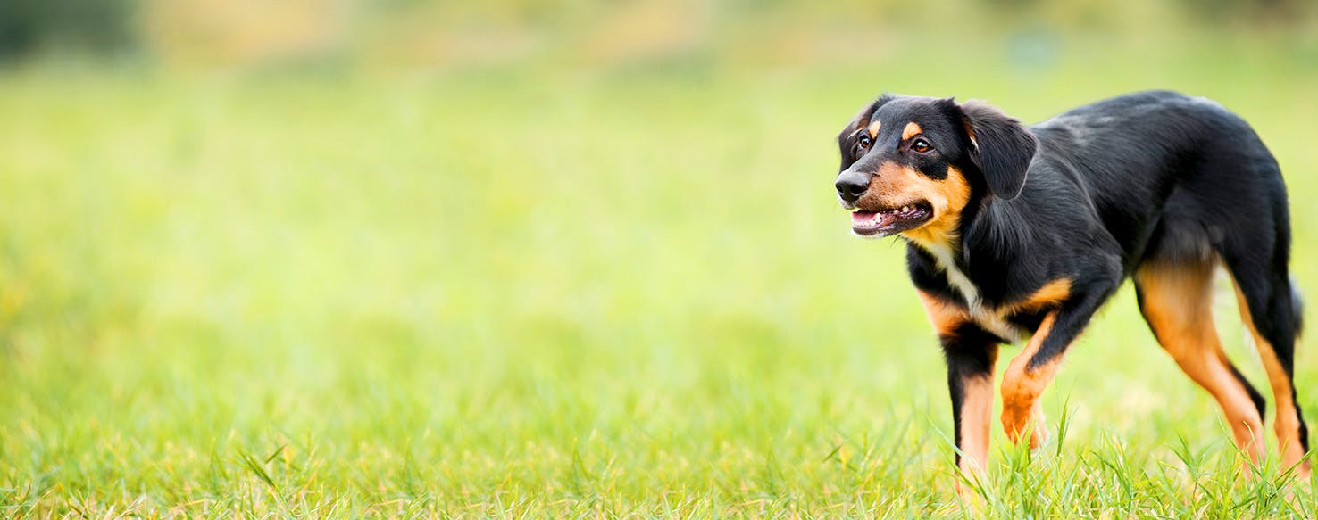 Martial Arts Inspired Dog Names Popular Male and Female Names Wag!